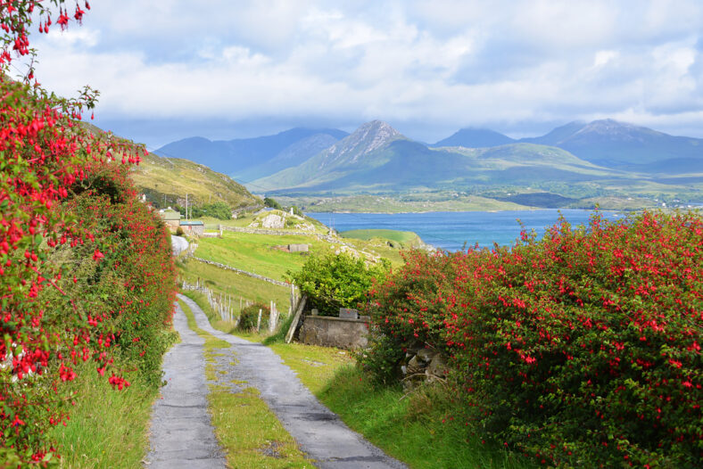Connemara Laneway Letter More Derryinver | Robert Riddell