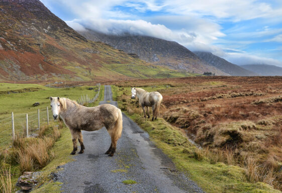 Connemara Ponies