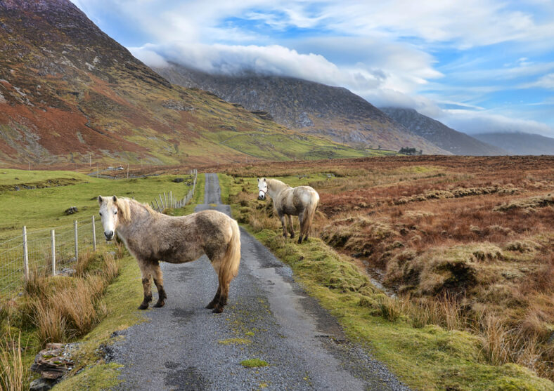 Connemara Ponies | Robert Riddell