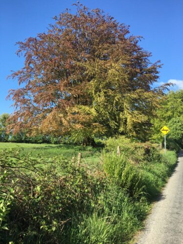 Copper Beech Tree | Fran Murphy
