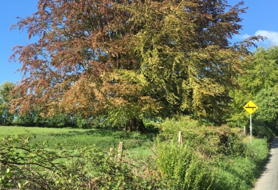 Copper Beech Tree