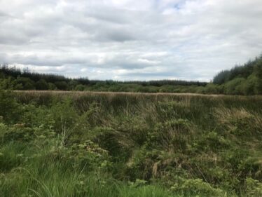 Field in Corlackan | Carmel O'Rourke