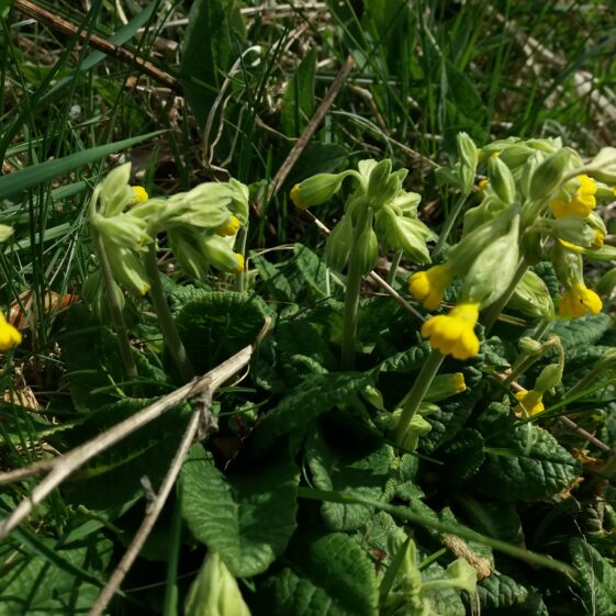 Cowslip | Bernadette Doherty