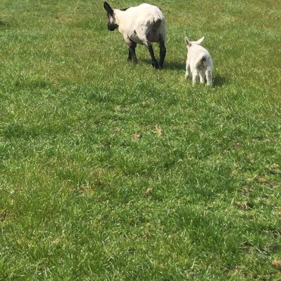Sheep and lambs | Marka Gilhooley