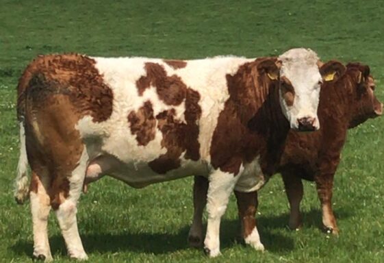 Farm animals
