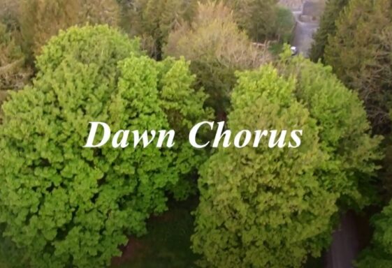 Dawn Chorus
