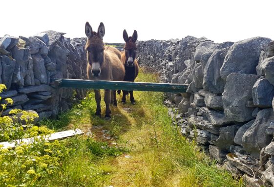 Donkeys