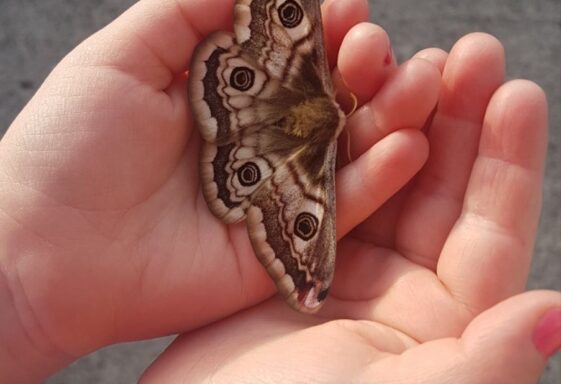 Moth in Abbeyknockmoy