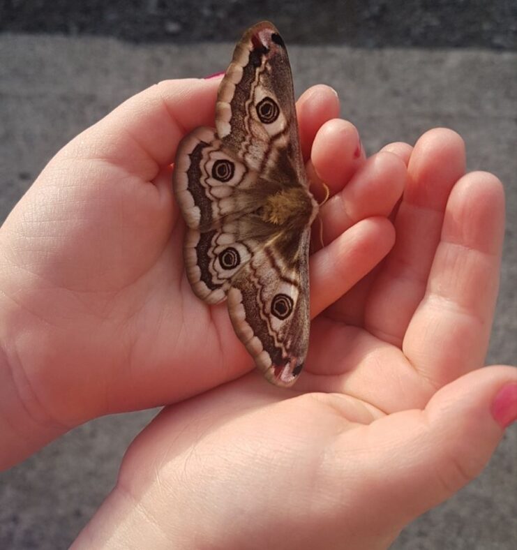 Female emperor's moth | Caroline Hannon