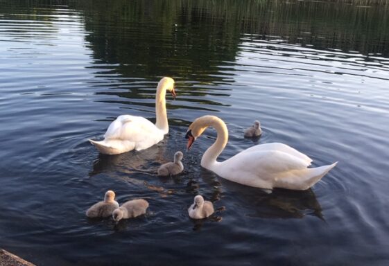 Swans
