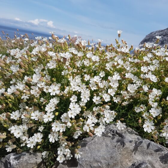 Inis Oirr