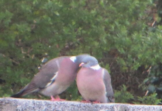 Pigeons