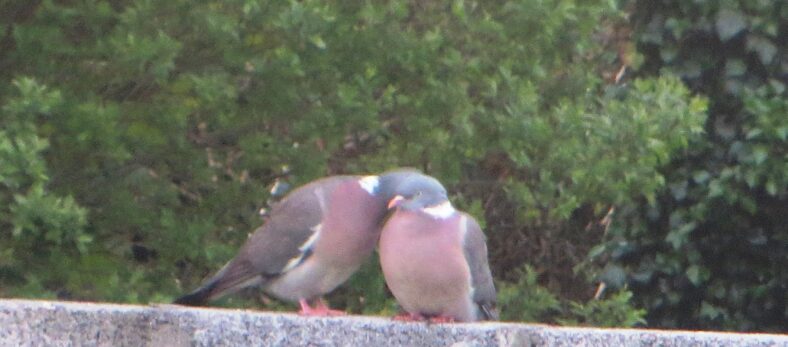 Pigeons