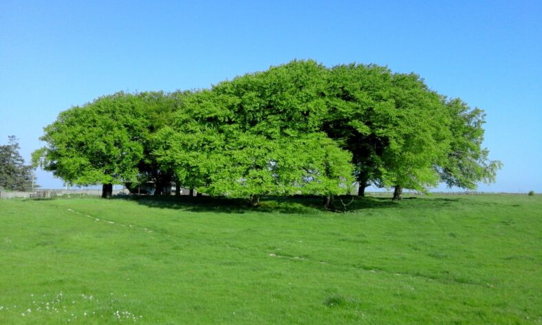 The ruin of a Teach Mor at Knockdoe Hill