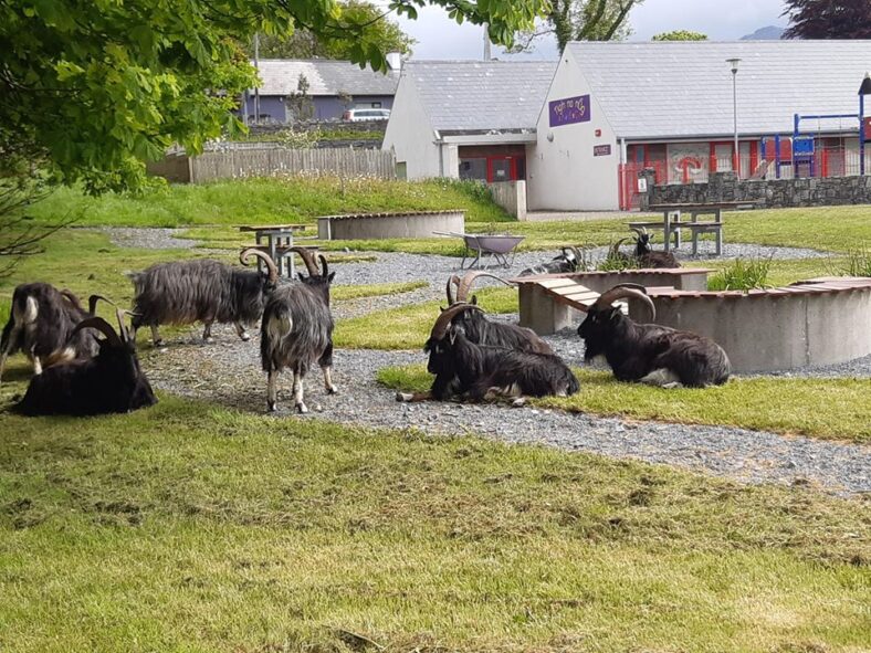 Goats in Letterfrack | Thomas O'Sullivan