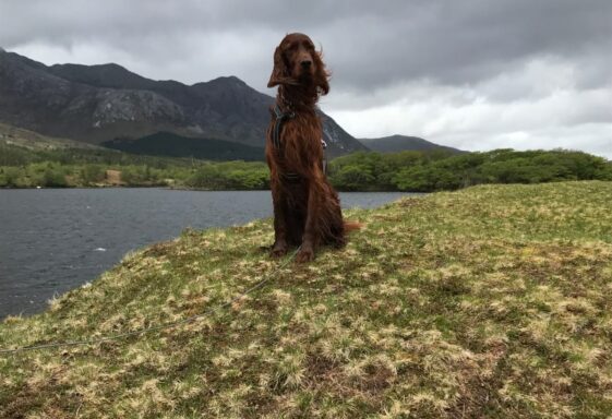 Harvey