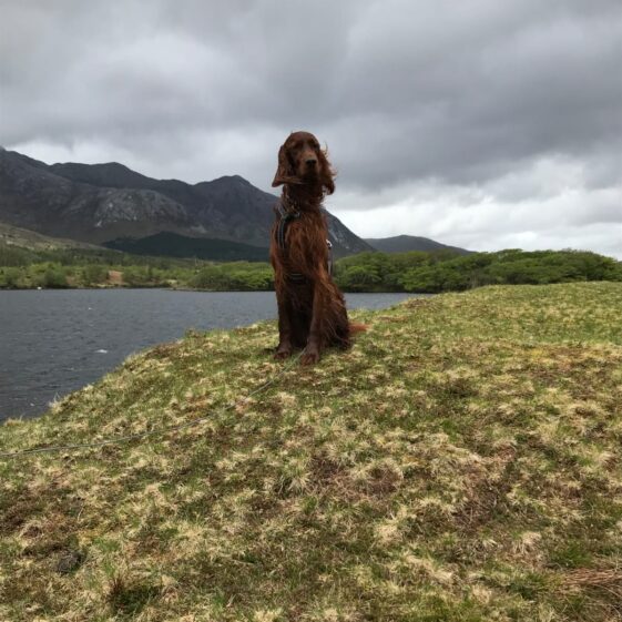 Harvey at Lough Inagh | Steve Joyce