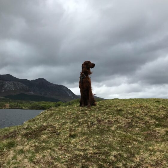 Harvey at Lough Inagh | Steve Joyce