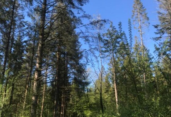 Monivea Woods