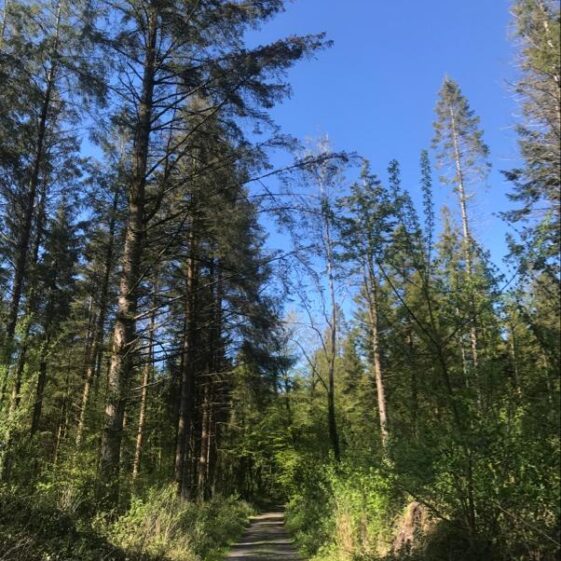 Monivea Woods | Marka Gilhooley