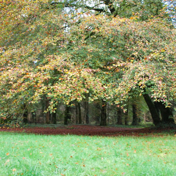 Mountbellew Demesne