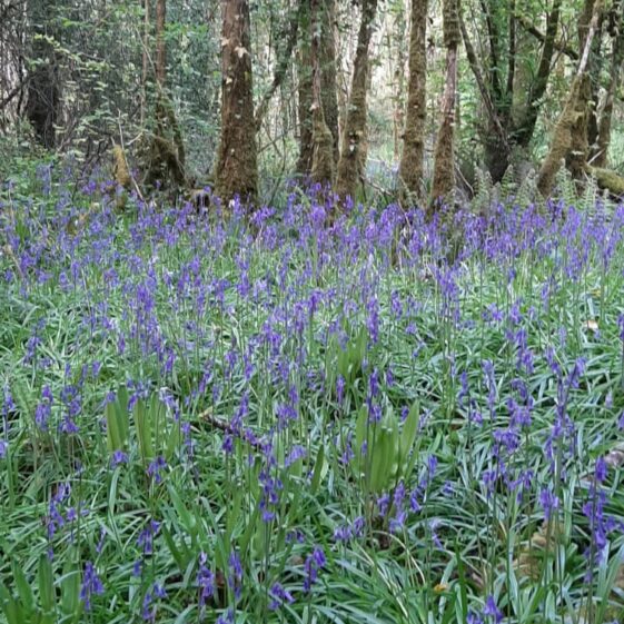 Bluebells | Geraldine Noone