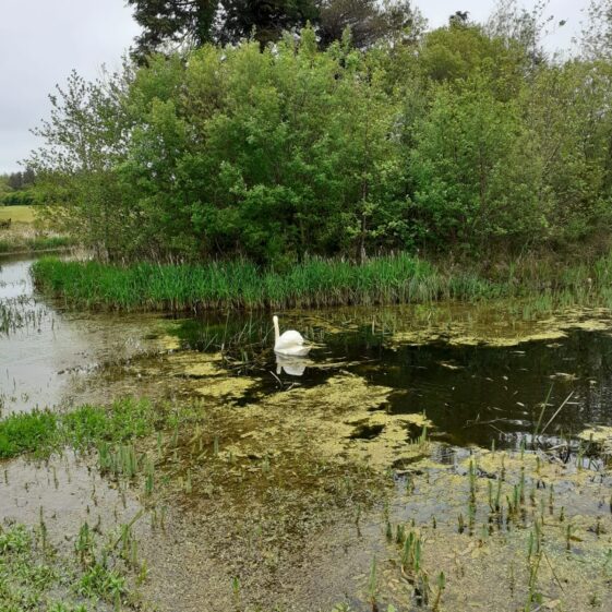 Swan | Geraldine Noone