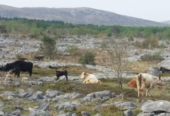 Cattle on the Limestone Landscape