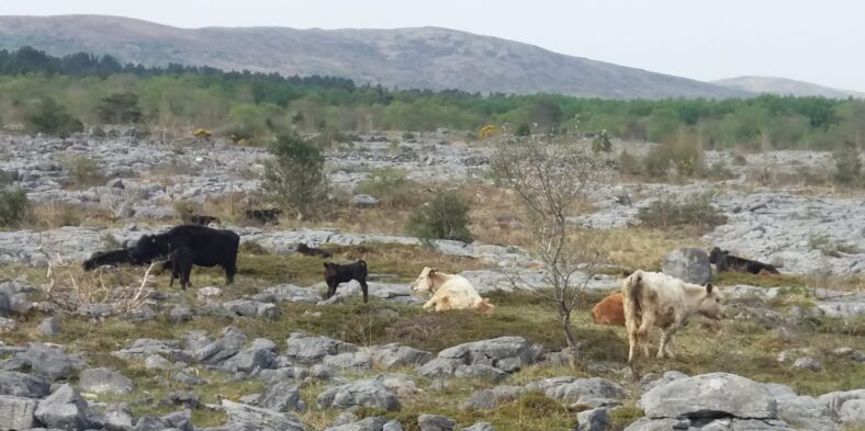 Cattle on the Limestone Landscape in Moycullen  | Joe Loughnane