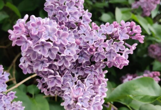 Lilac