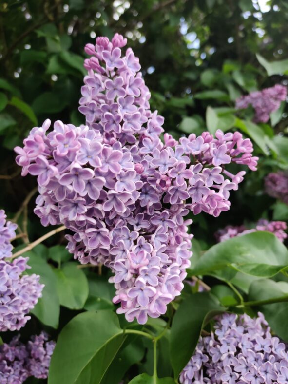 Lilac | Claire Lyons
