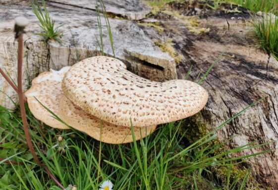 Mushroom
