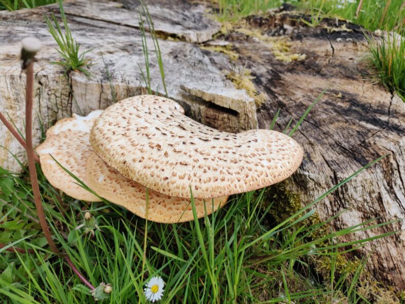 Mushroom | Claire Lyons