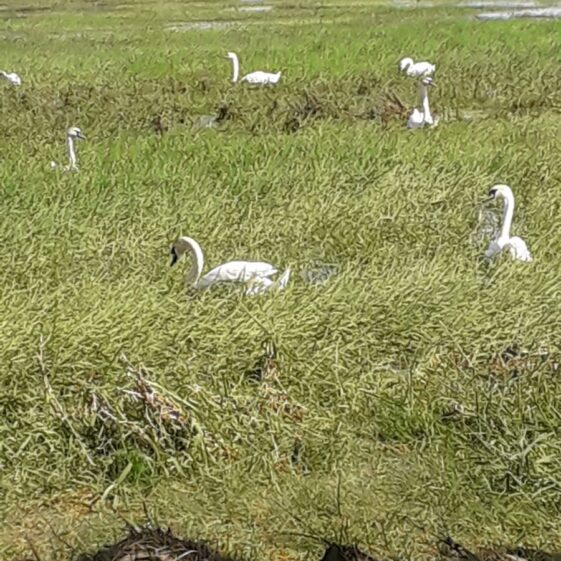 Swans | Anne Mannion