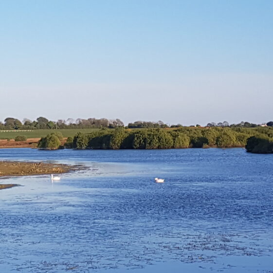 Swans on the lake | Anne Mannion