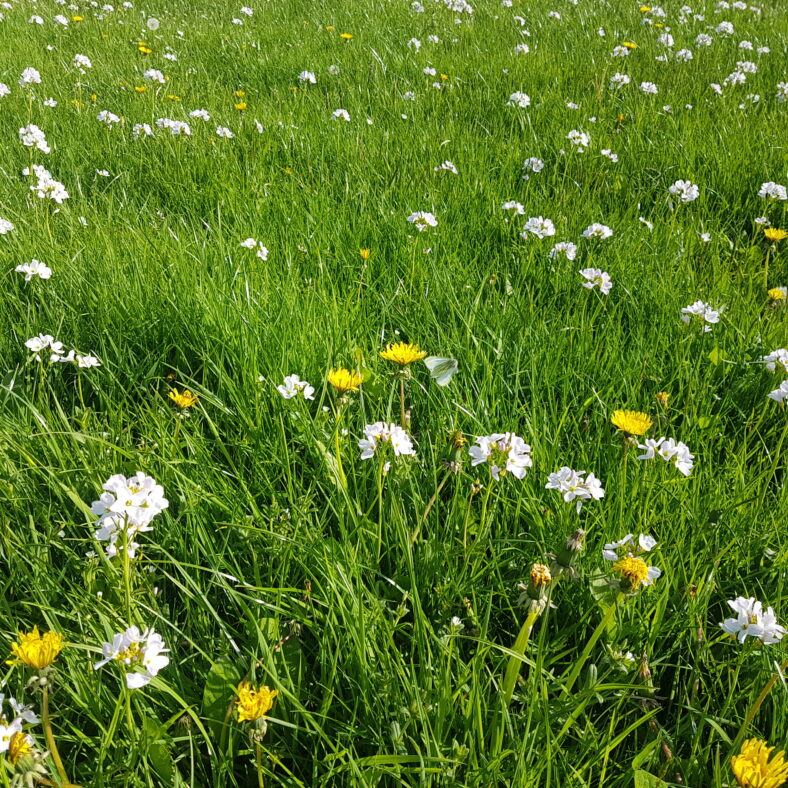 Moylough wildflowers | Anne Mannion