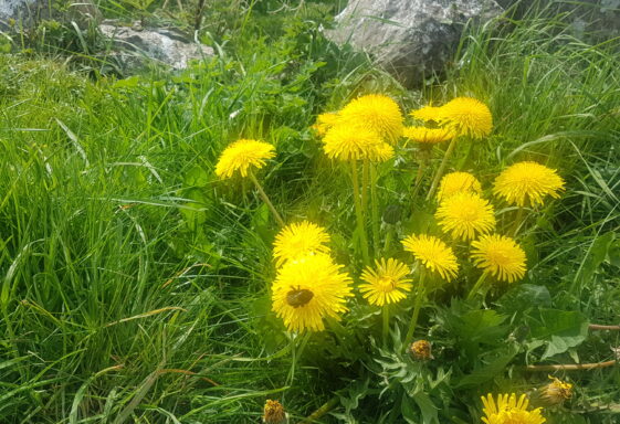 Wildflowers