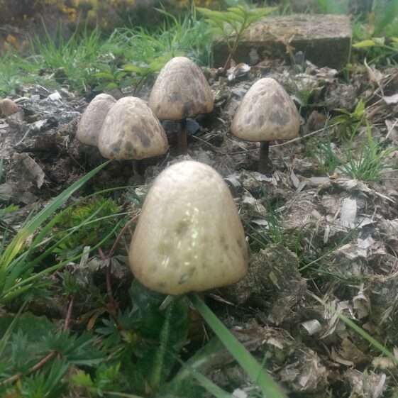 Mushrooms | Bernadette Doherty