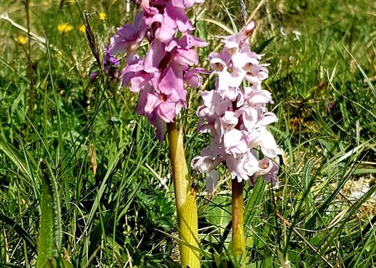 Orchids