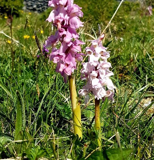 Orchids | Paddy Crowe