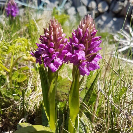Orchids | Paddy Crowe