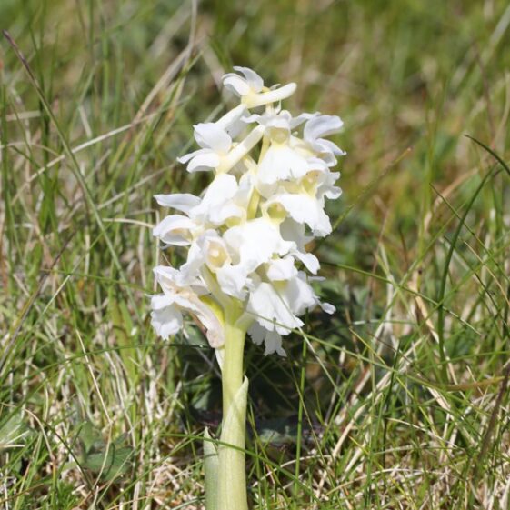 Orchid | Paddy Crowe