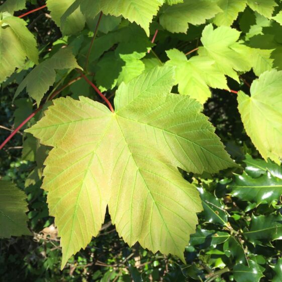 Sycamore | Antoinette Lydon