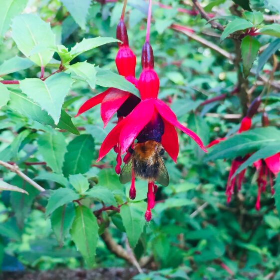 Bumble bee foraging in a fuchsia flower | Antoinette Lydon