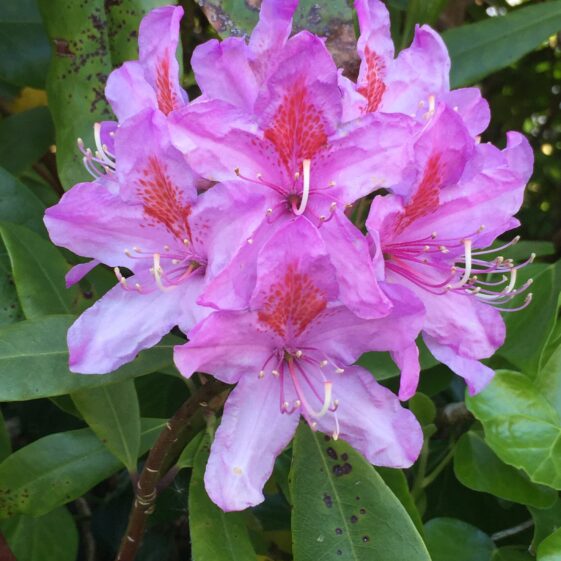 Rhododendrons | Antoinette Lydon