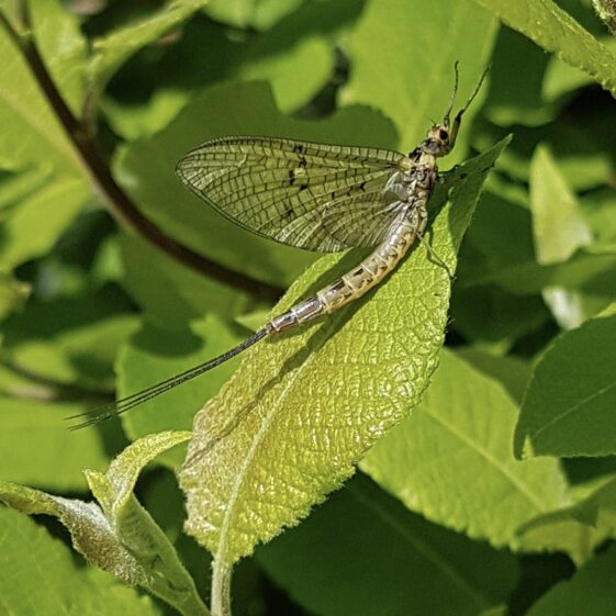 May Fly | Antoinette Lydon
