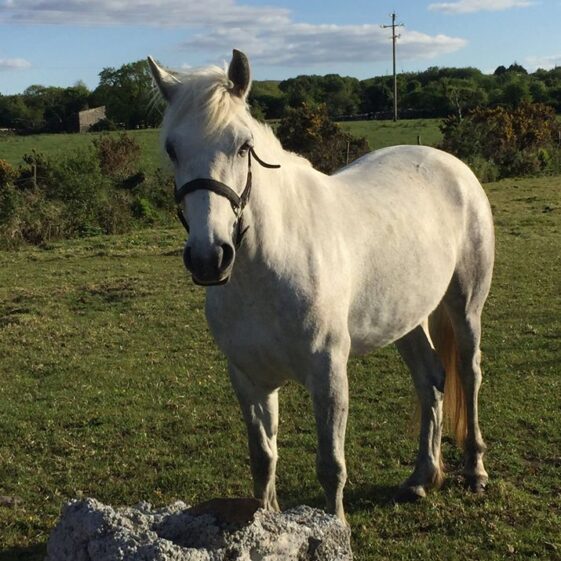 Connemara Pony | Antoinette Lydon 