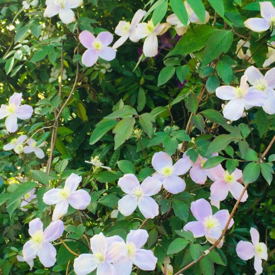 Clematis | Antoinette Lydon