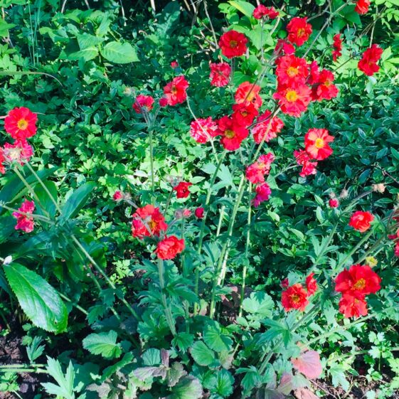 Enjoying the natural world | Antoinette Lydon