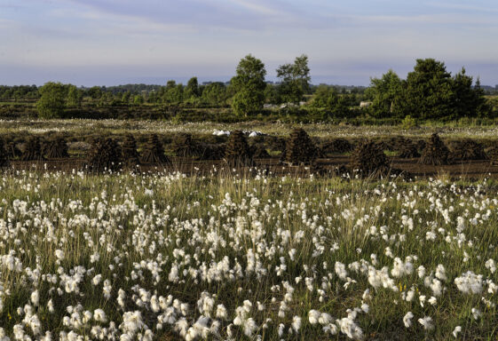 Bog cotton and Pollboy bog